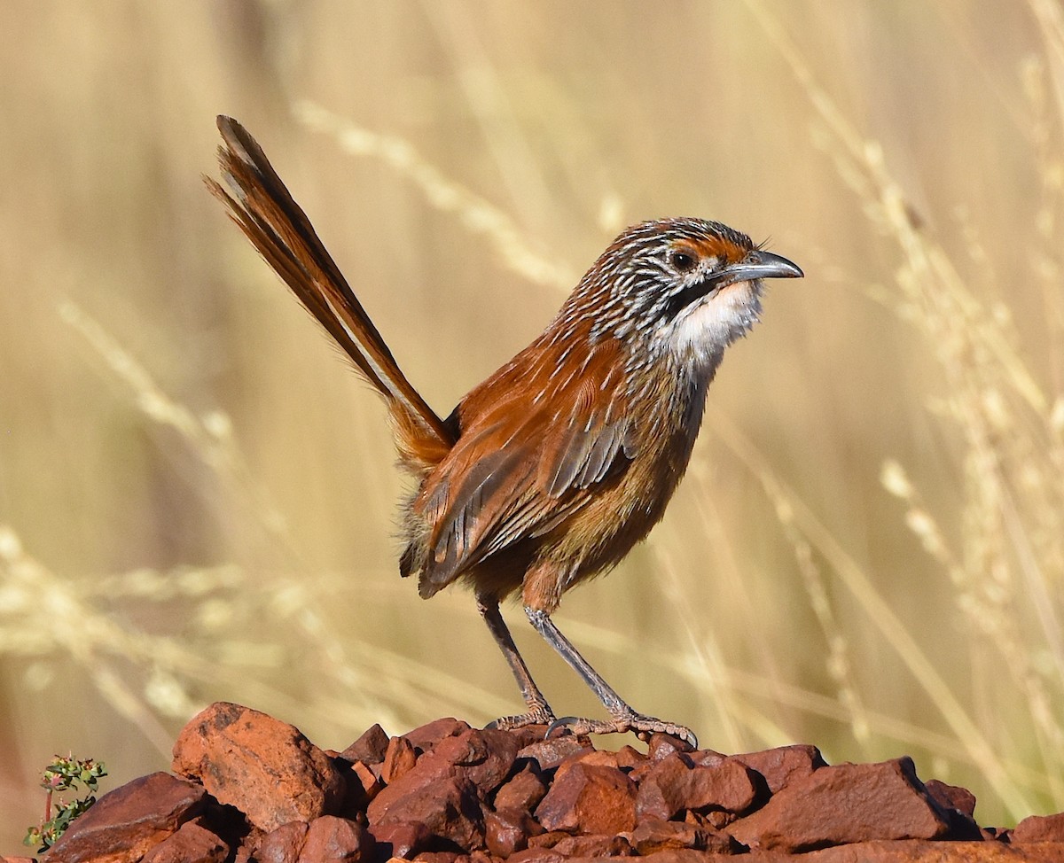 Rufous Grasswren (Pilbara) - ML341838481