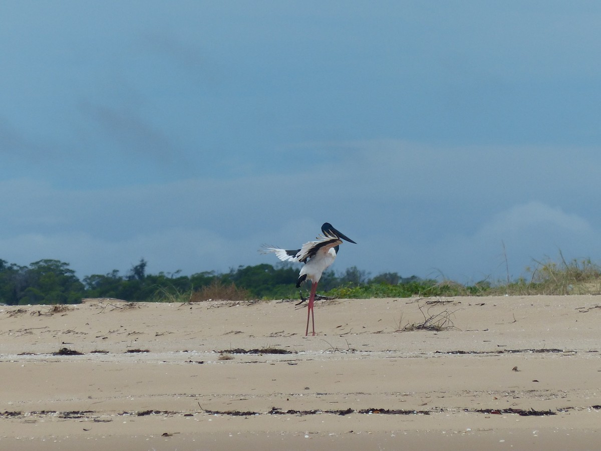 Black-necked Stork - ML341839751