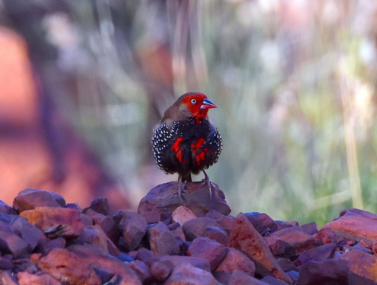 Painted Firetail - Peter Valentine