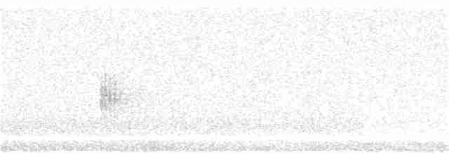 ברודית גמדית (אירואסייתית) - ML341851871