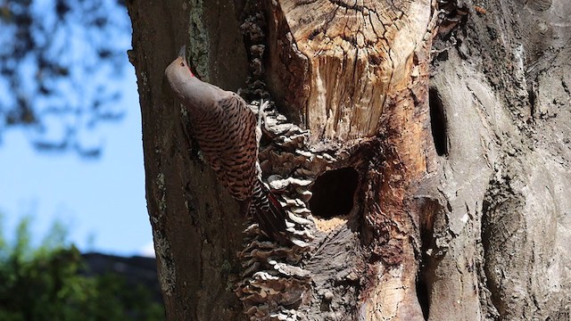Northern Flicker (Red-shafted) - ML341859441