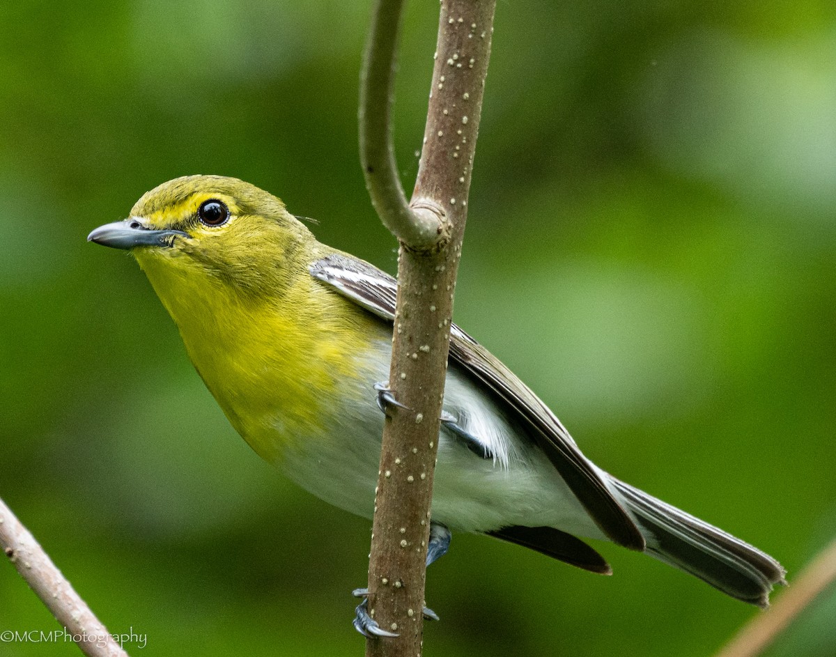 Yellow-throated Vireo - Mary Catherine Miguez
