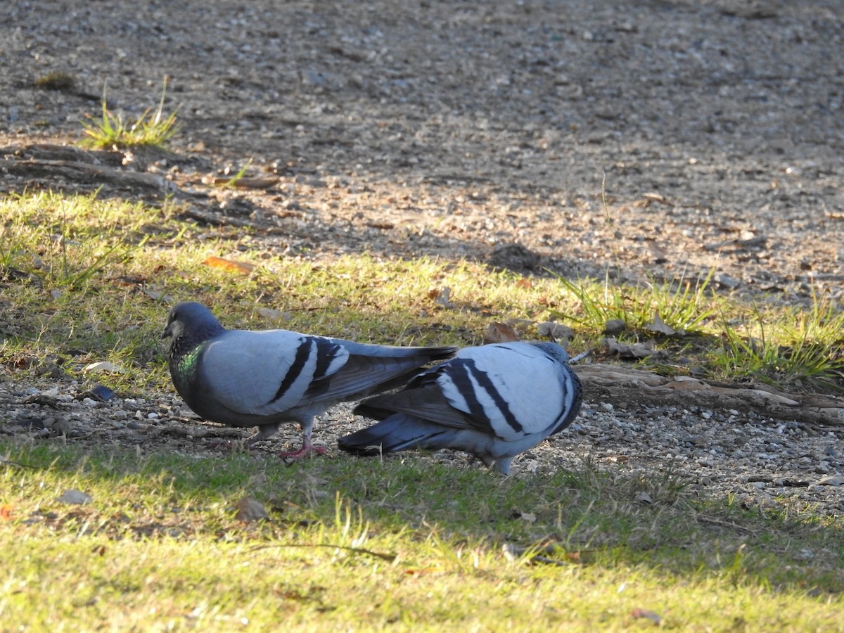 Rock Pigeon (Feral Pigeon) - ML341859901