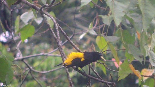 Yellow-rumped Cacique (Amazonian) - ML341859911