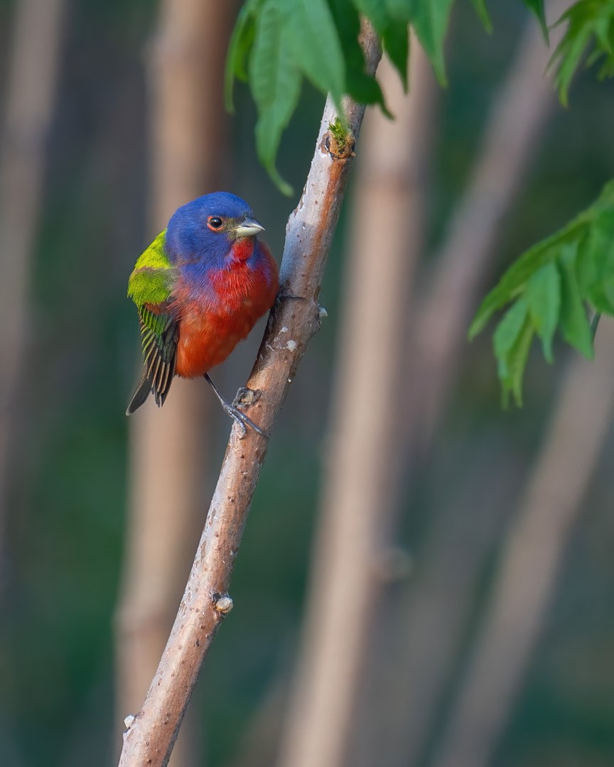 Painted Bunting - ML341862731