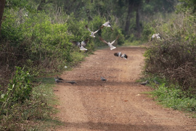 Birds in their habitat; West Bengal, India. - Eurasian Collared-Dove - 