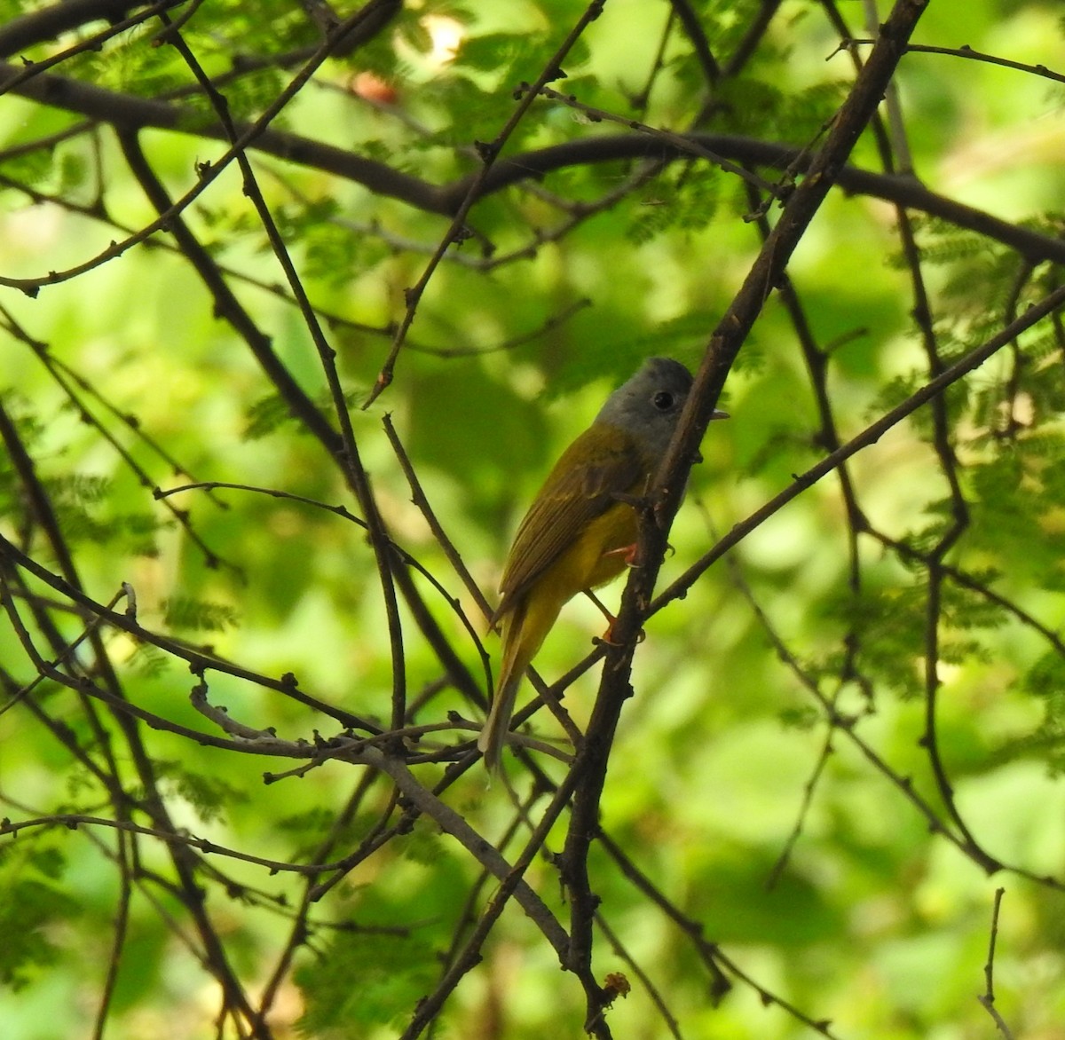 Gray-headed Canary-Flycatcher - ML341869321