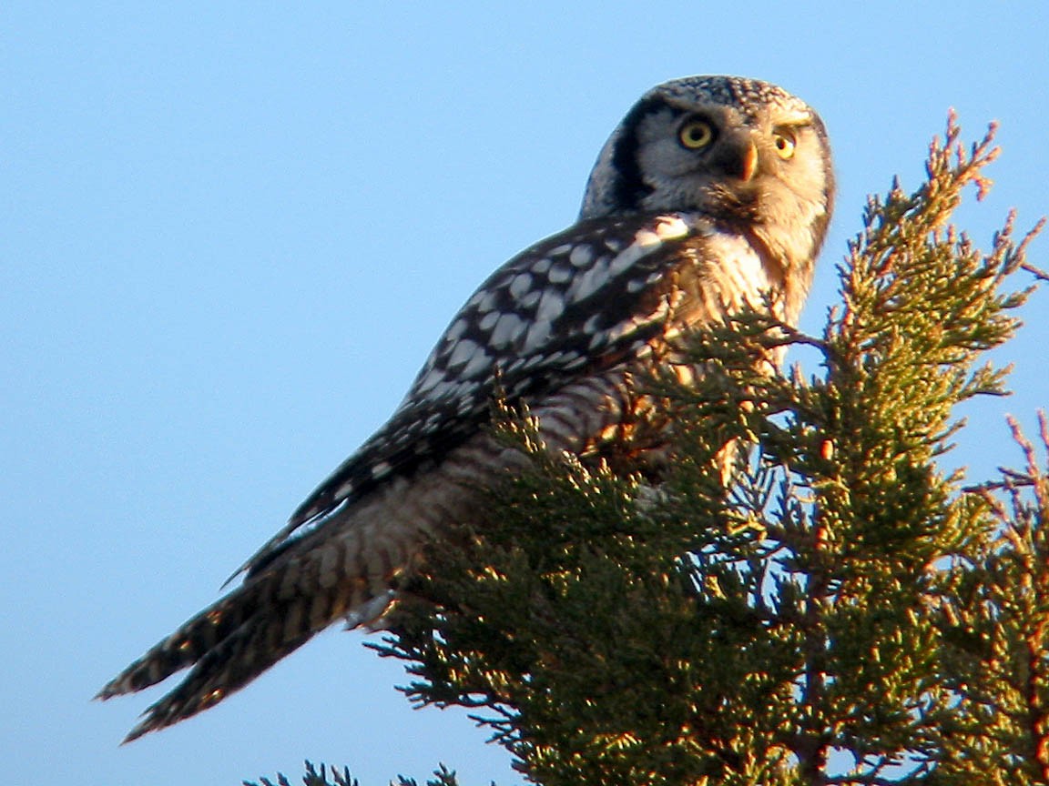 Northern Hawk Owl - Greg Gillson