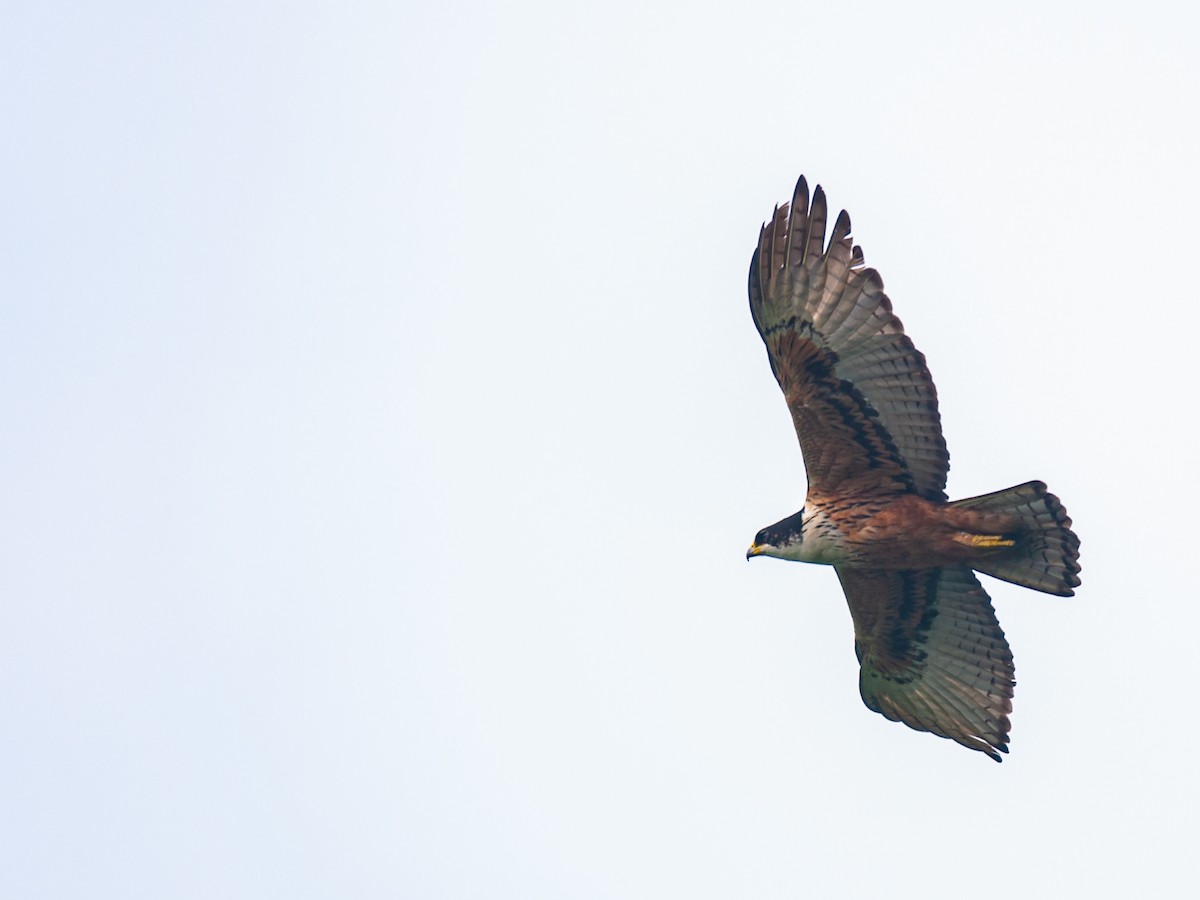 Rufous-bellied Eagle - Sharang Satish