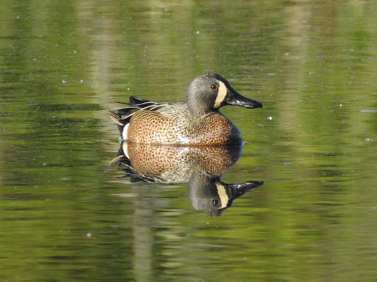 Blue-winged Teal - ML341869891