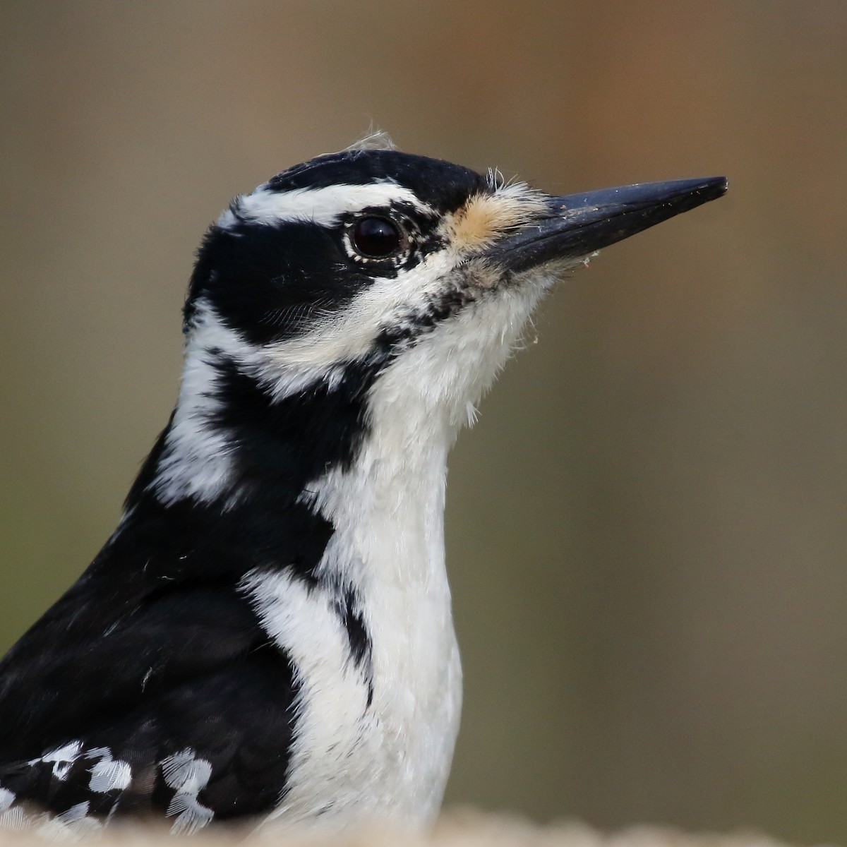 Hairy Woodpecker - Douglas Faulder
