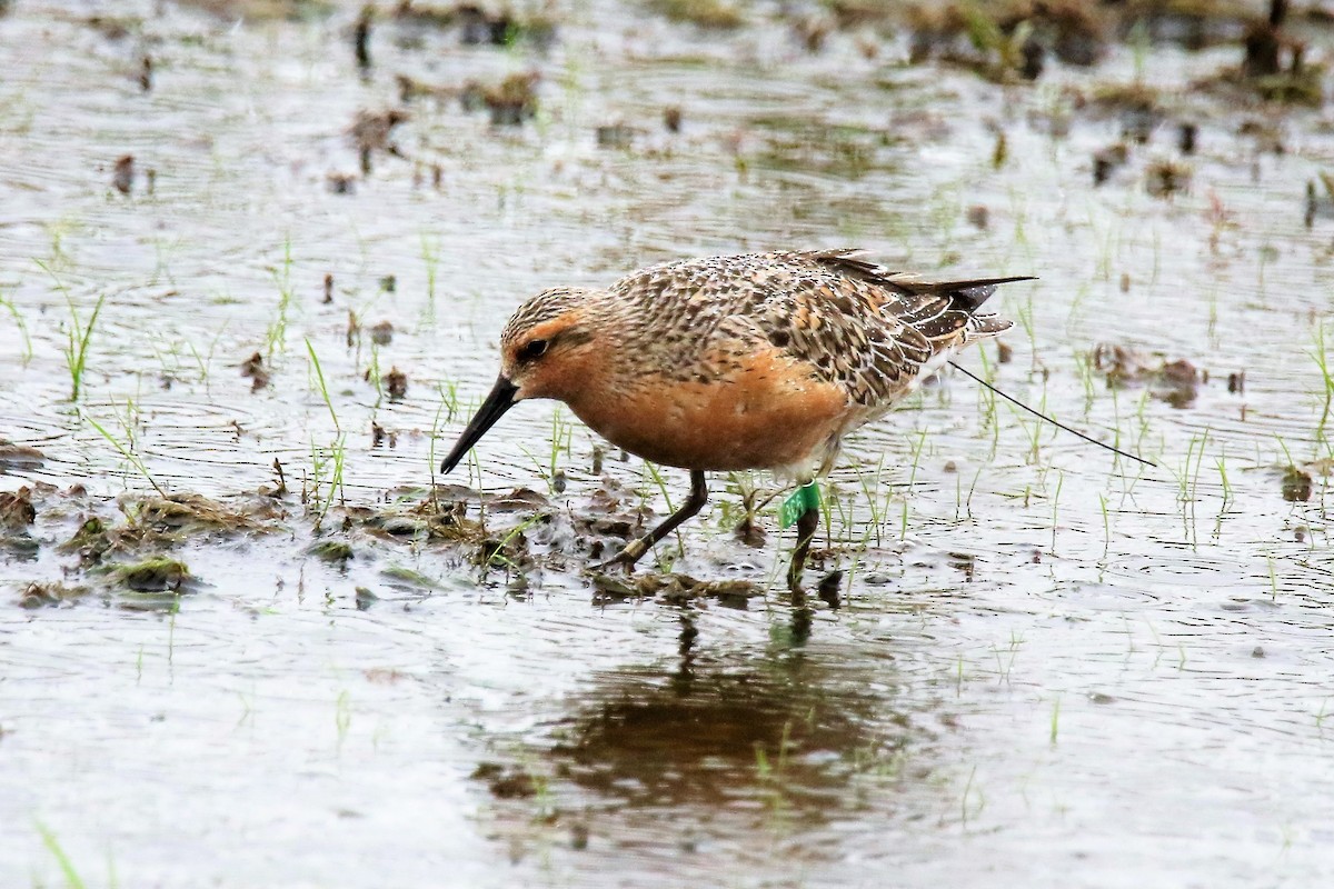 Red Knot - ML341879681