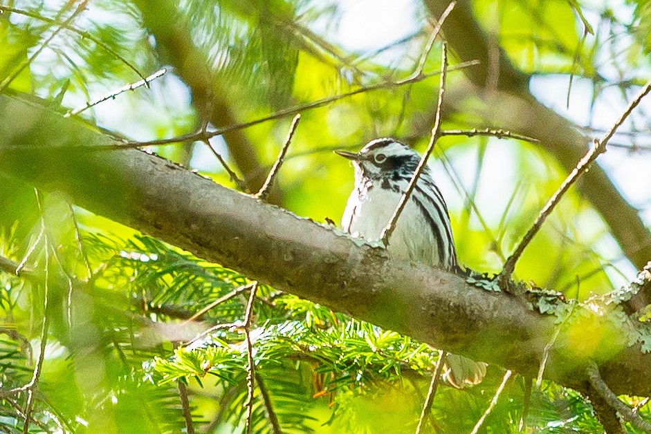 Black-and-white Warbler - ML341880431
