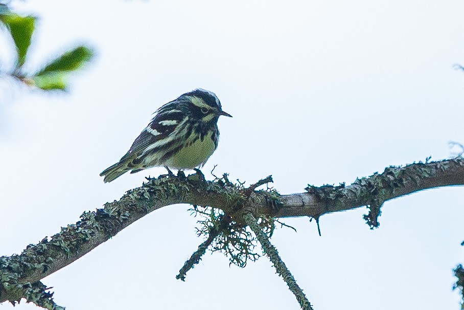 Black-and-white Warbler - ML341880501