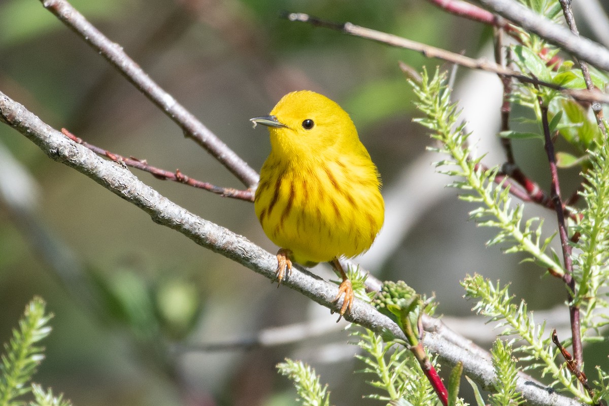 Yellow Warbler - David Turgeon