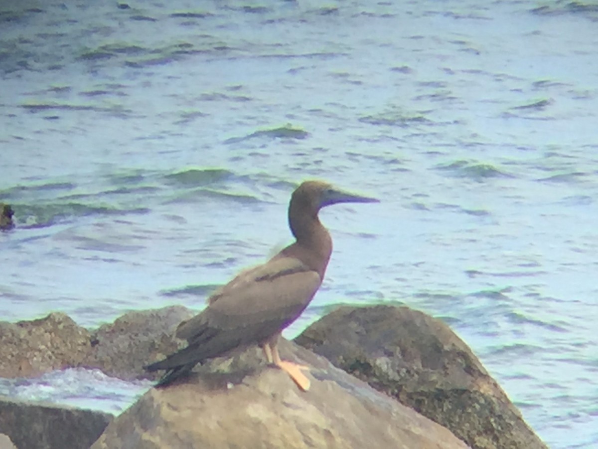 Brown Booby - Ted Yeatts