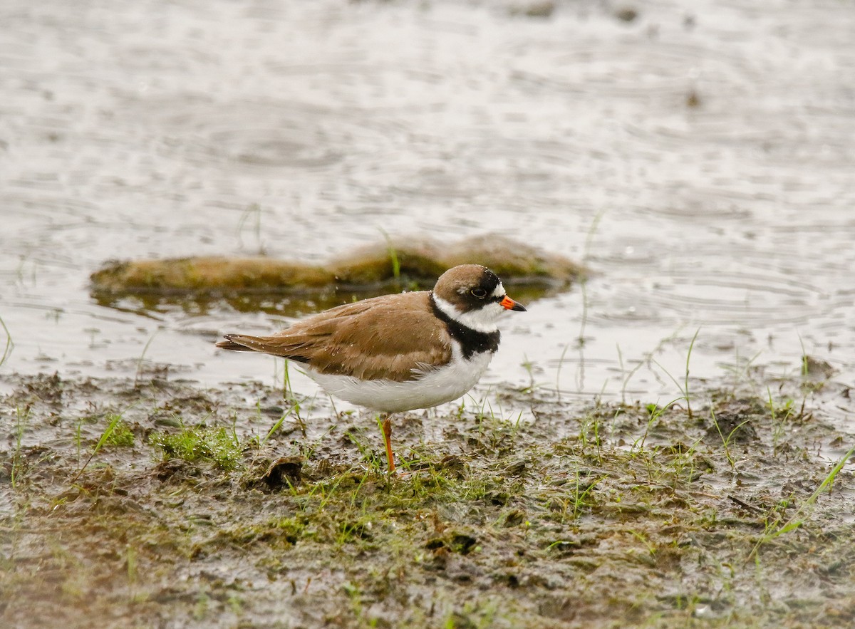 Semipalmated Plover - ML341884221