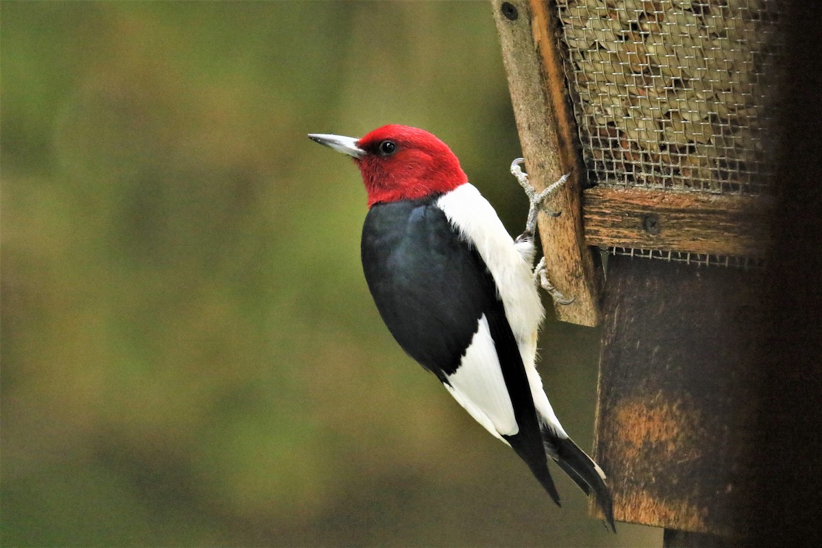Red-headed Woodpecker - Deb Pritchard
