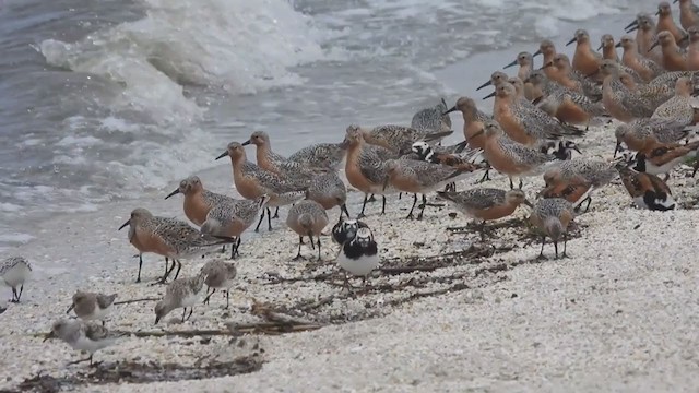 Red Knot - ML341891981