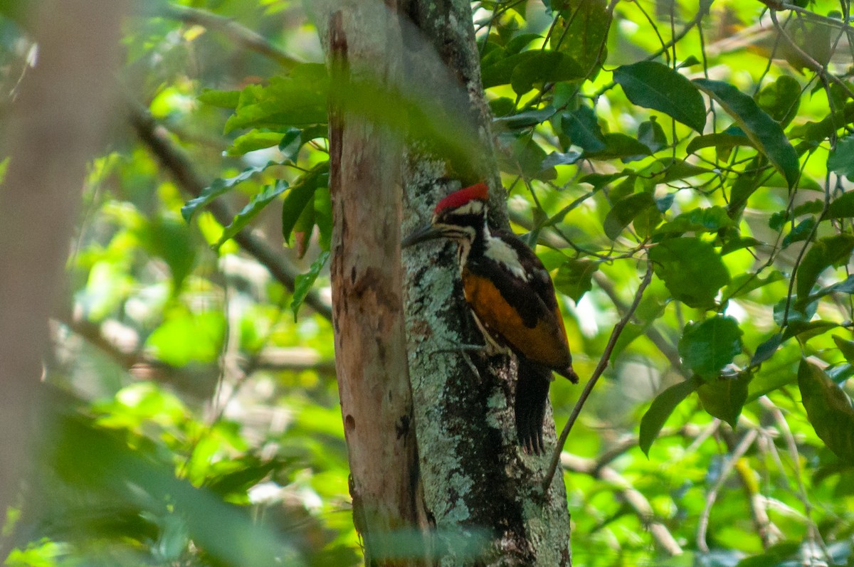 White-naped Woodpecker - ML341911231