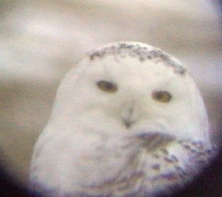 Snowy Owl - ML34191381