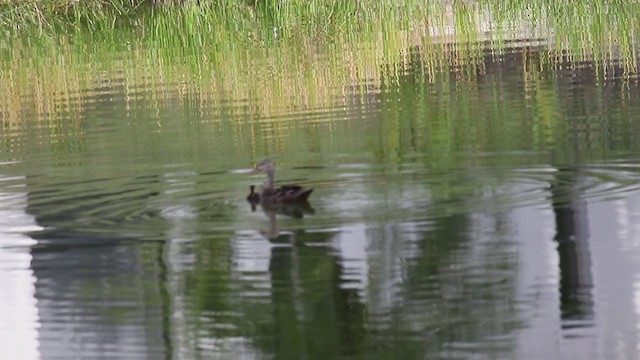 Mottled Duck (Florida) - ML341914791