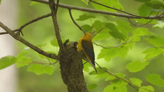 Prothonotary Warbler - ML341916571