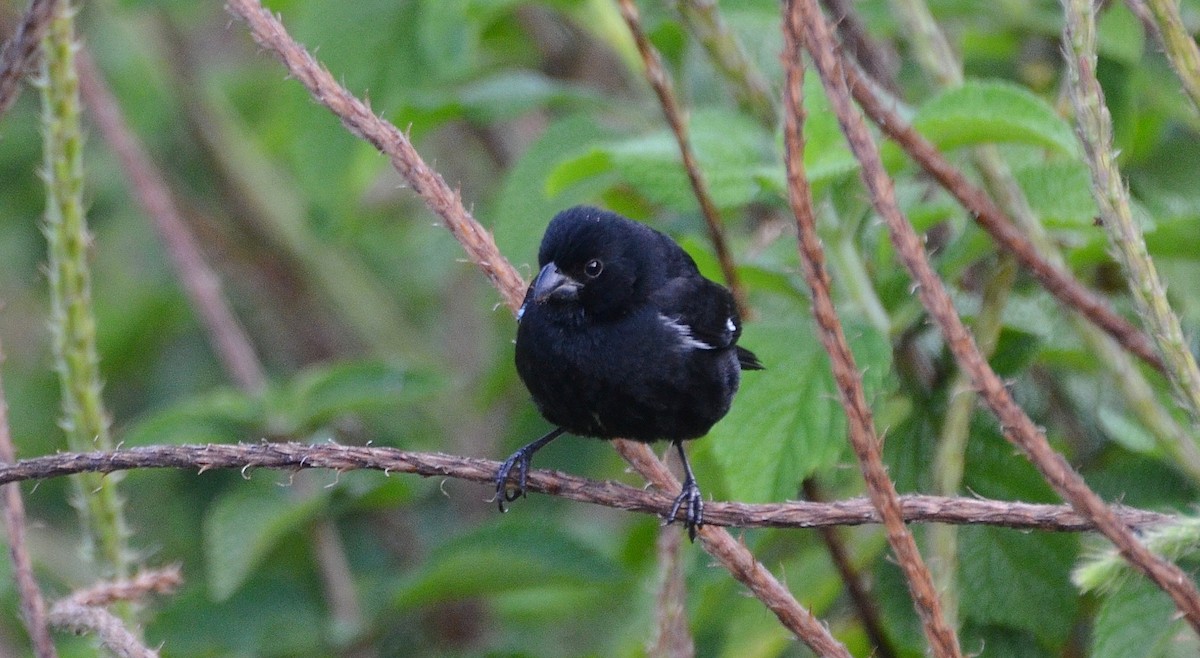 Variable Seedeater - ML34192021