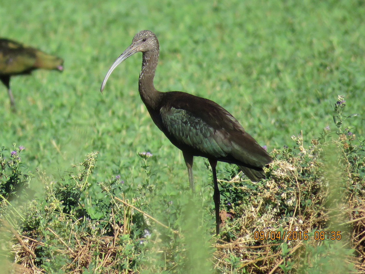 White-faced Ibis - Don Witter
