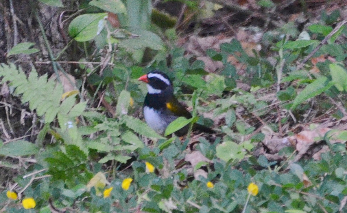 Orange-billed Sparrow - ML34192171