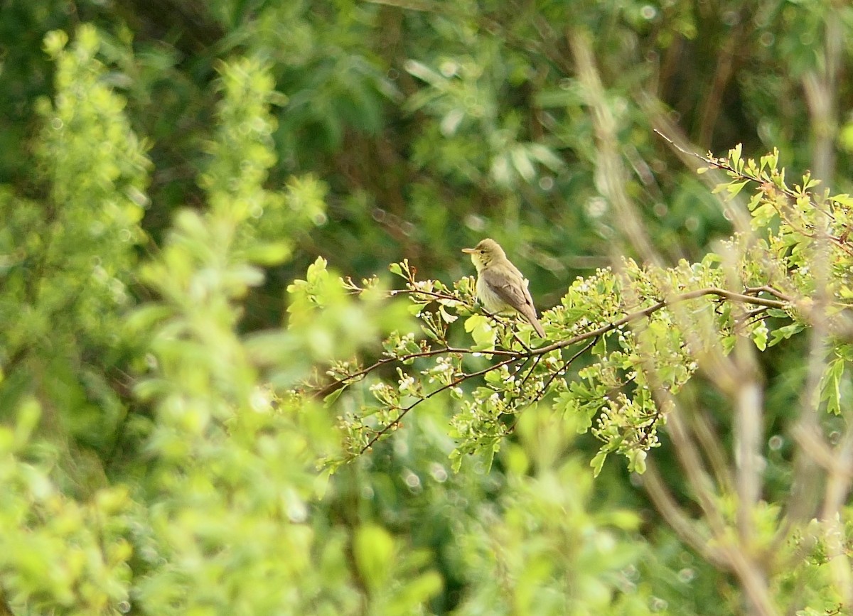 Melodious Warbler - ML341922771