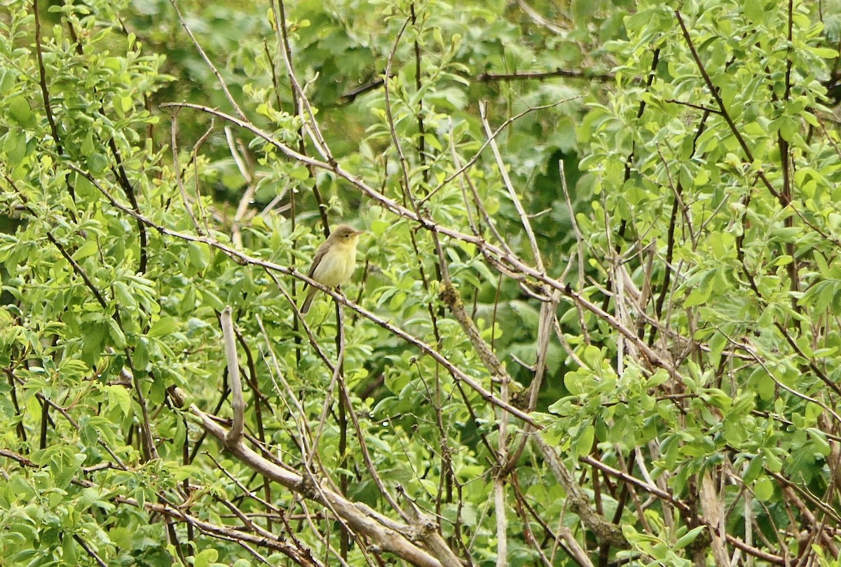 Melodious Warbler - ML341922781
