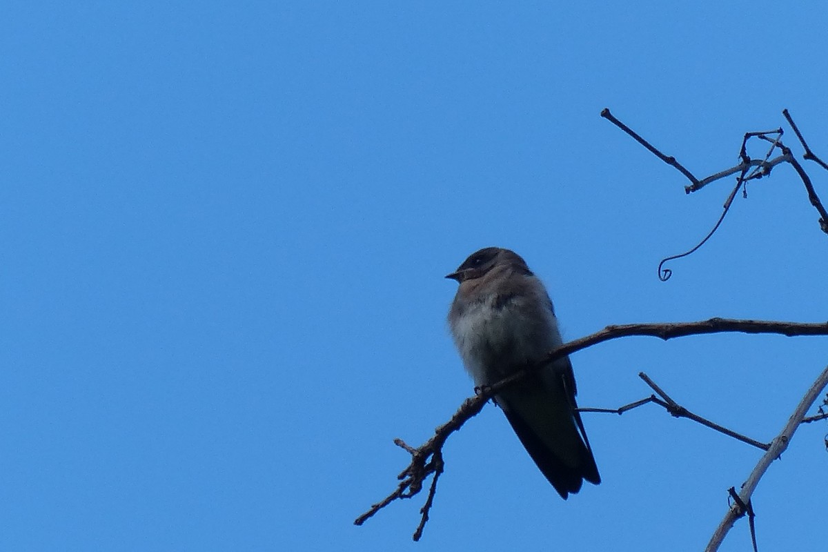 Northern Rough-winged Swallow - Jeremy Collison
