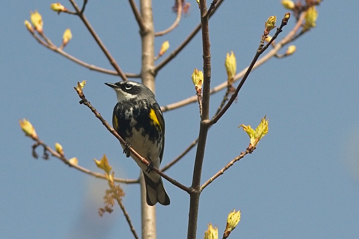 Yellow-rumped Warbler - Terry Boswell