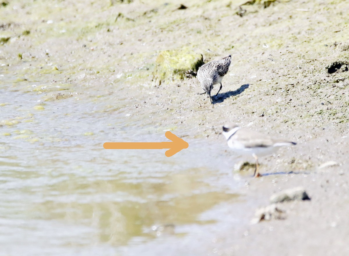Semipalmated Plover - ML341932591