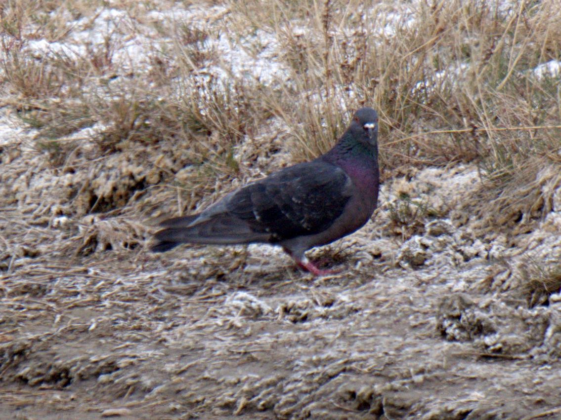 Rock Pigeon (Feral Pigeon) - ML341939451