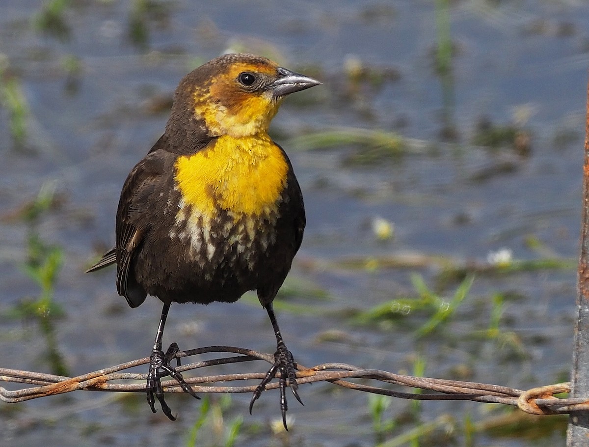 Yellow-headed Blackbird - ML341940781