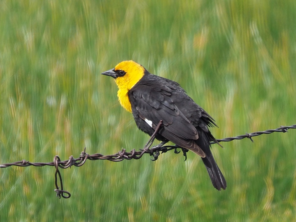 Yellow-headed Blackbird - ML341940791