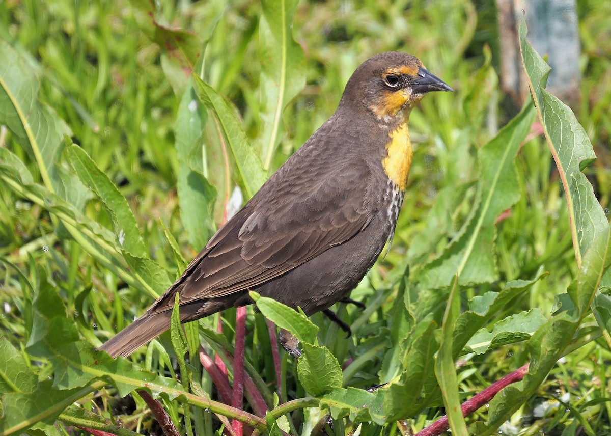 Yellow-headed Blackbird - ML341940821