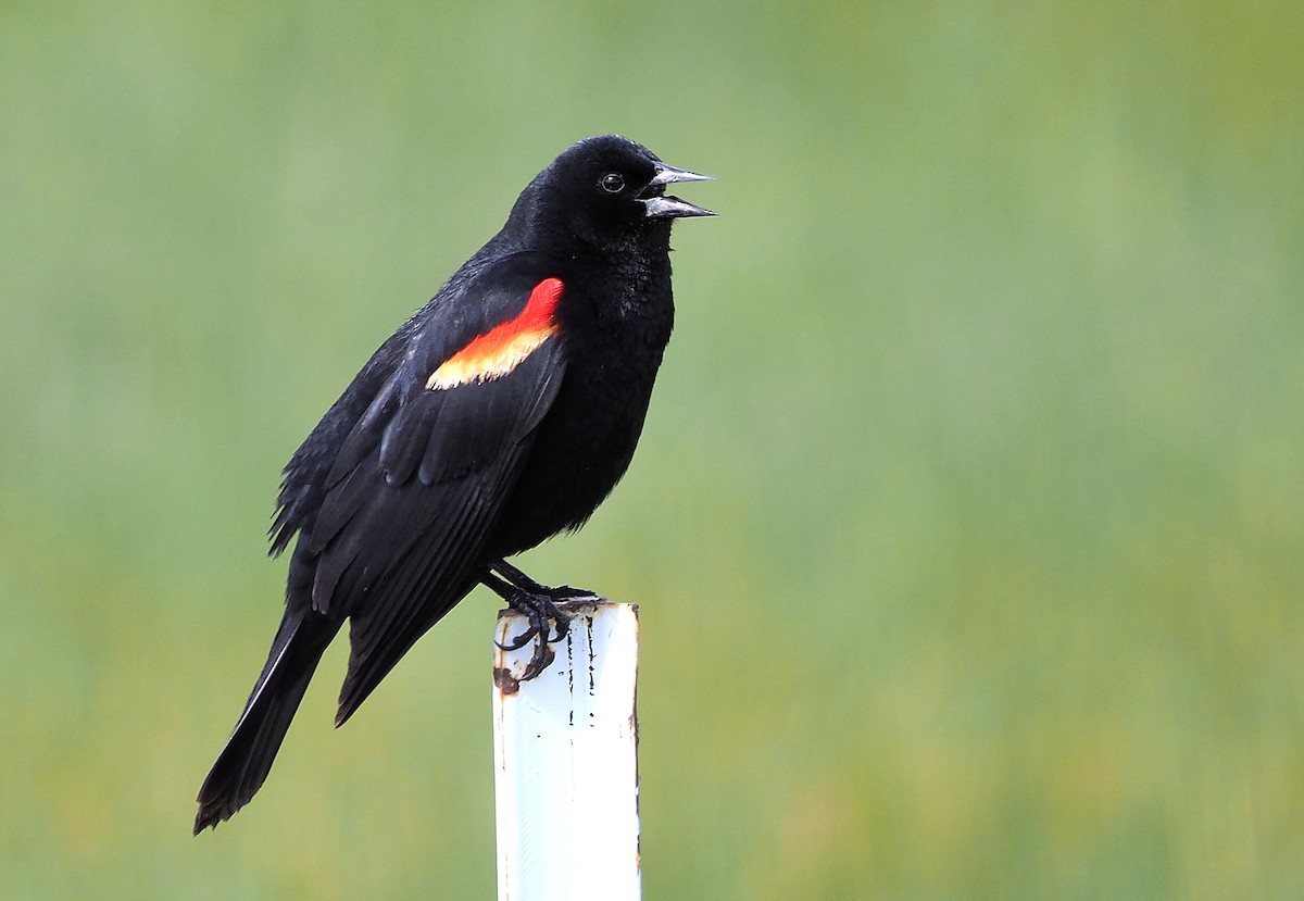 Red-winged Blackbird (Red-winged) - ML341940891