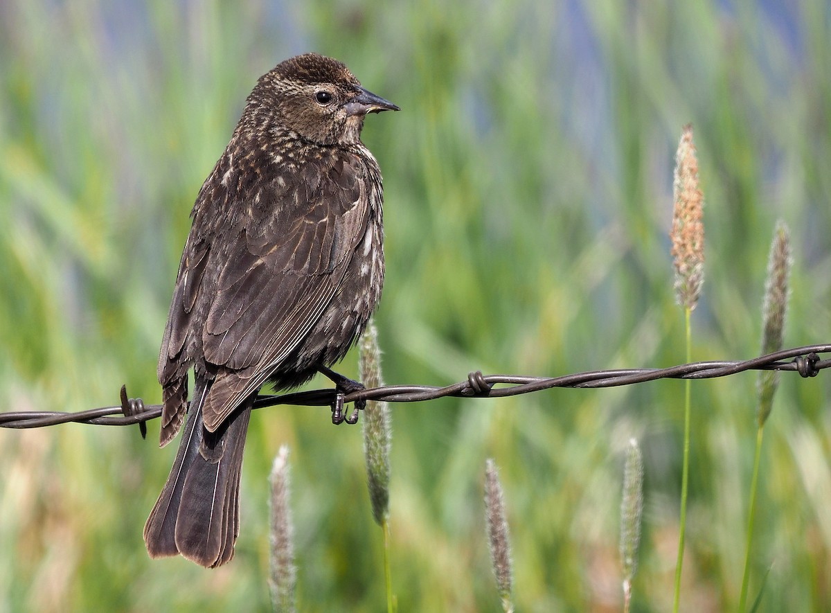 Red-winged Blackbird (Red-winged) - ML341940921
