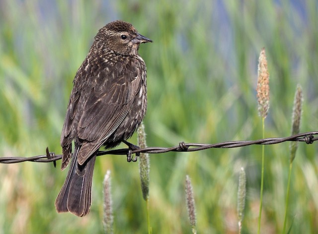 Red-winged Blackbird (Red-winged)