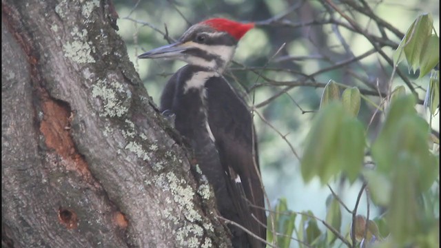 Pileated Woodpecker - ML341941291