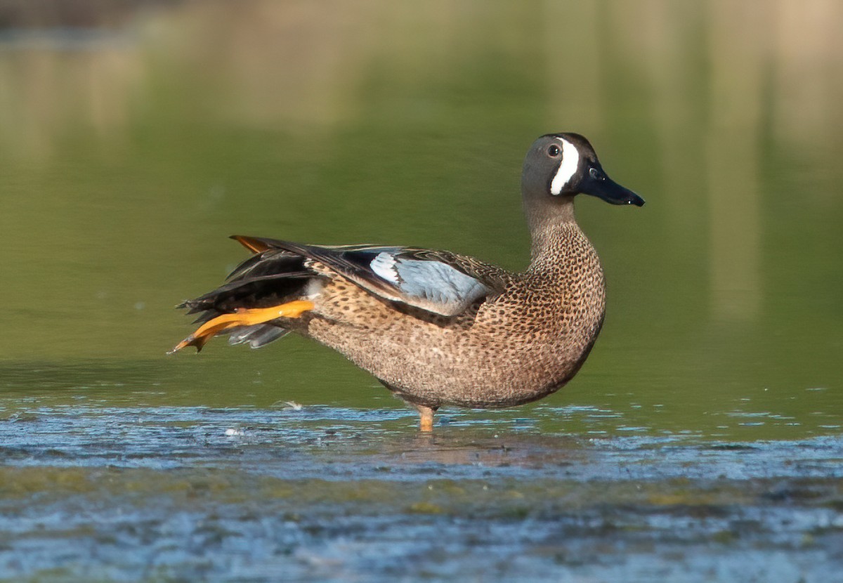 Blue-winged Teal - Robin Ohrt