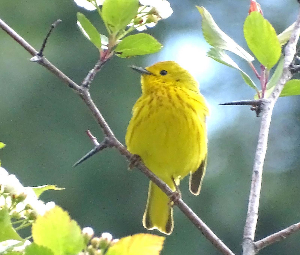 Yellow Warbler - Terry  Gray