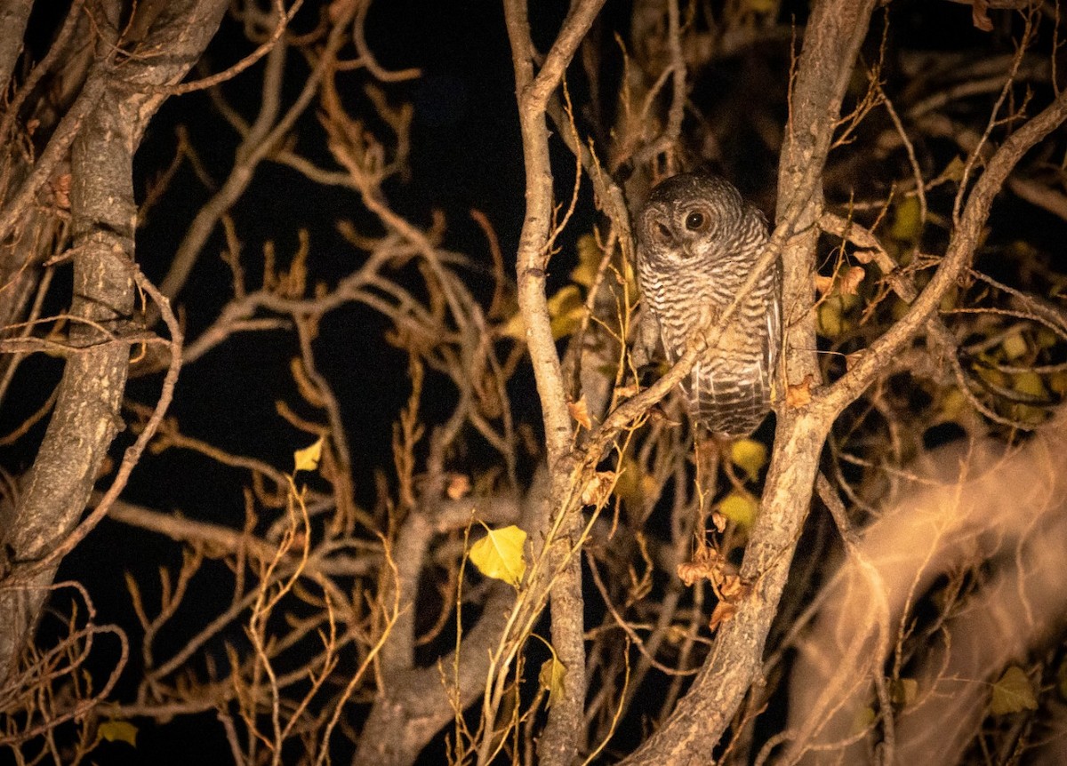 Rufous-legged Owl - Francisco Verá Nuñez