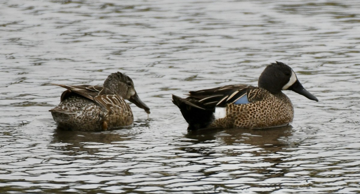 Blue-winged Teal - ML341959071
