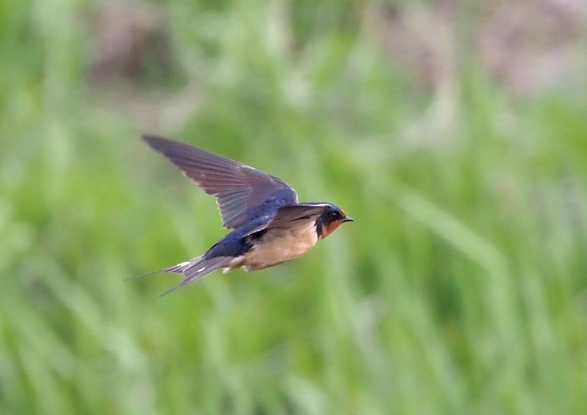 Barn Swallow (American) - ML341959361