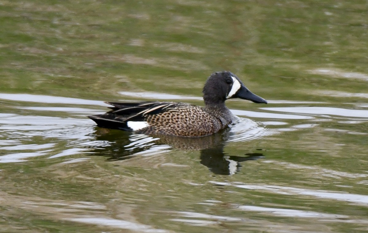 Blue-winged Teal - ML341959551