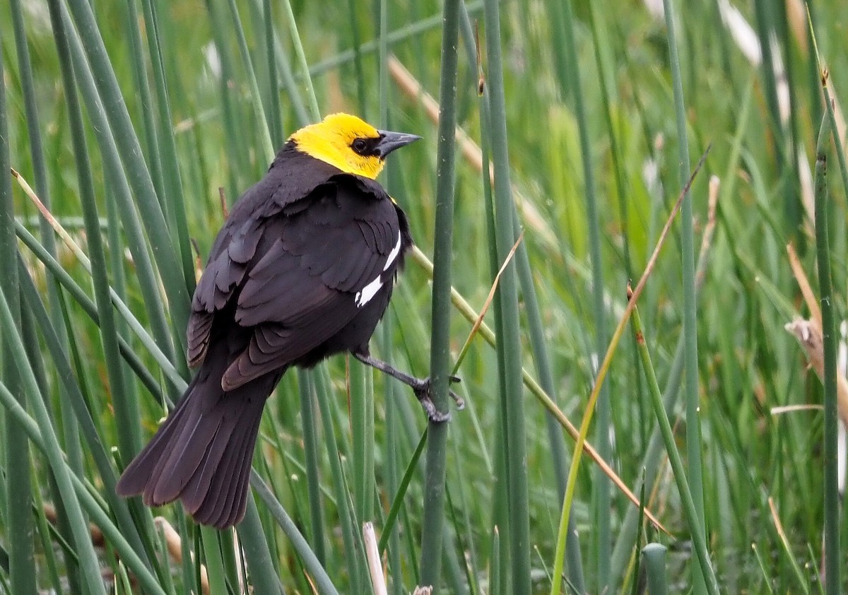 Yellow-headed Blackbird - Aidan Brubaker